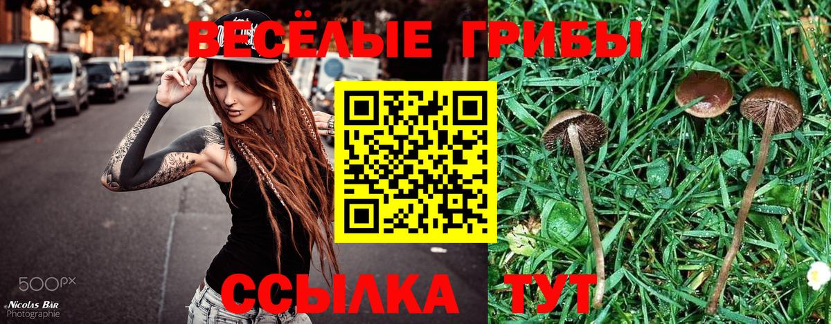 Касимов  Галлюциногенные грибы Psilocybe  Галлюциногенные грибы Psilocybe  где найти   Вход с VPN 